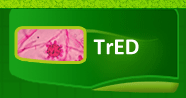 TrED