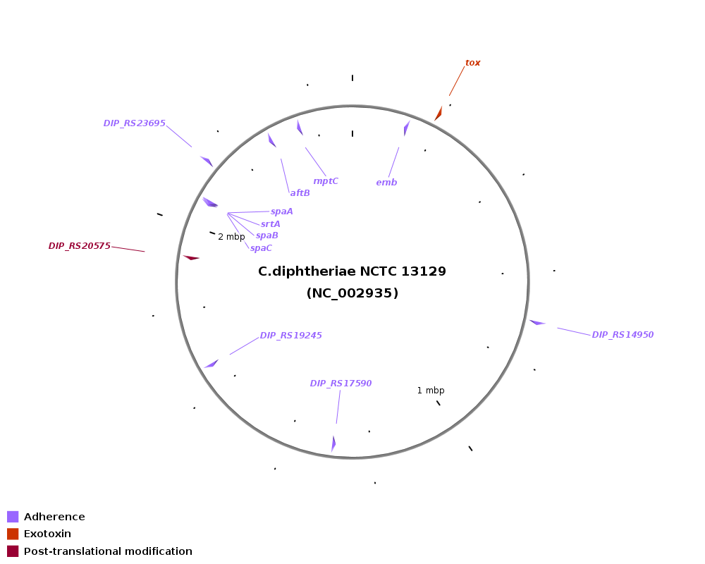 VFDB - pathogenesis of Corynebacterium